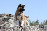AKITA AMERICAIN 065